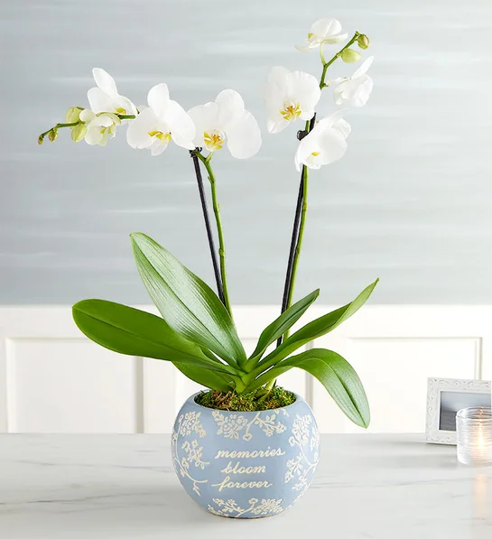 白色蝴蝶兰 Blooming Memories Orchid