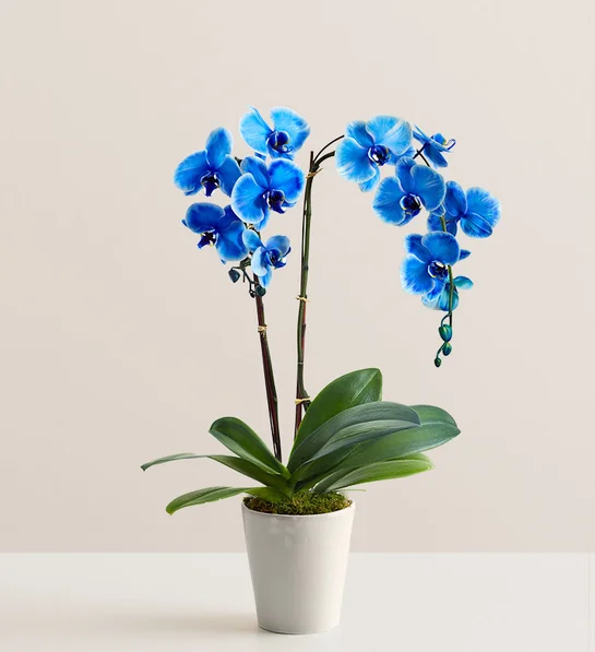 双茎蓝色兰花 Double Blue Orchid Plant
