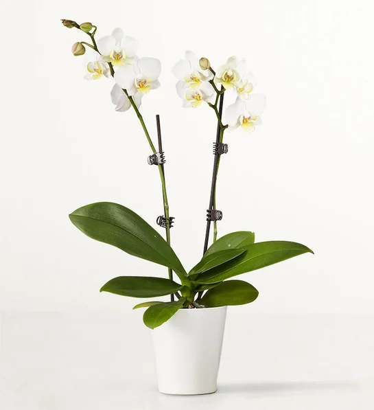 白色蝴蝶兰 Double White Orchid Plant