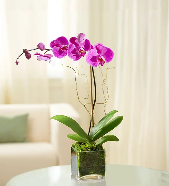 Elegant Orchid