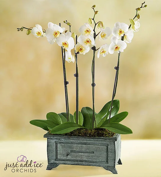 优质迷你双茎白色蝴蝶兰 Rustic White Orchid Garden