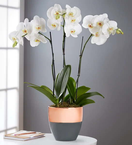 三茎白色蝴蝶兰 Serenity Orchid Garden