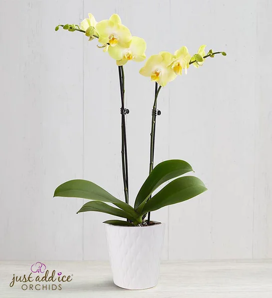 黄色蝴蝶兰Sunshine Orchid